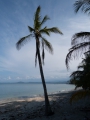 costa-rica Am Strand unter Palmen