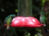 Eine Futterstation für Kolibris