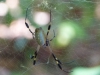 Banana Spider