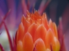 Eine Kaktusblüte im Jardin Majorelle in Marrakesch