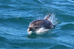 Dolphin Viewing Tour